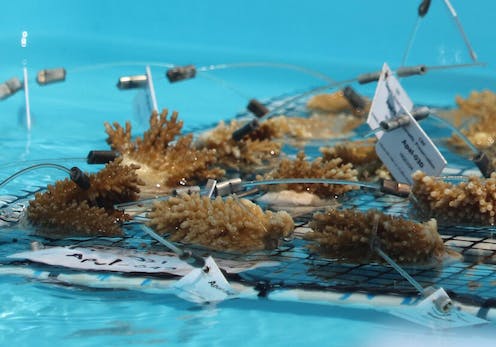 A heroic effort to save Florida’s coral reef from extreme ocean heat is underway as corals bleach across the Caribbean