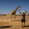 Where are the giraffes hiding? Predictive tracking tech points the way