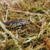 It had to be a snake: New species from Peru named after Harrison Ford