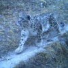 Nepali researchers yet again photograph snow leopard, leopard in same place