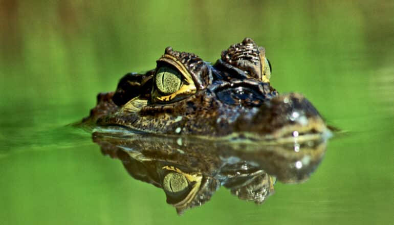 How to get invasive caimans out of the Florida Everglades