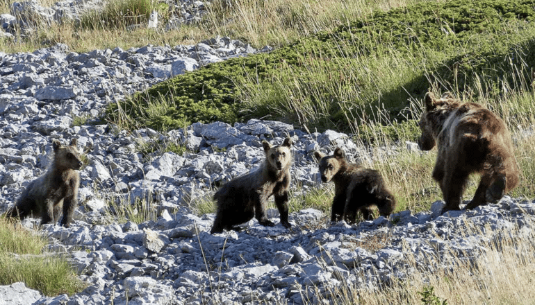 Maps mark where Italian bears and people can coexist