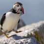 Maine’s puffin colonies recovering in the face of climate change