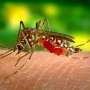 Experts discuss how changing environment alters risk for mosquito-borne diseases