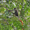 Conservationists work to restore last remnant of a once-great Ugandan forest