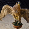 Falcon trafficking soars in Middle East, fueled by conflict and poverty