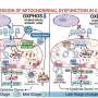 Researchers find COVID-19 causes mitochondrial dysfunction in heart and other organs