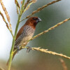 A thriving online market for wild birds emerges in Bangladesh