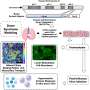 Scientists discover mechanisms that could explain high risk of complications from lung infections in Down syndrome