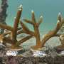 Sea temperatures lead to unprecedented, dangerous bleaching of Florida’s coral reef, experts say