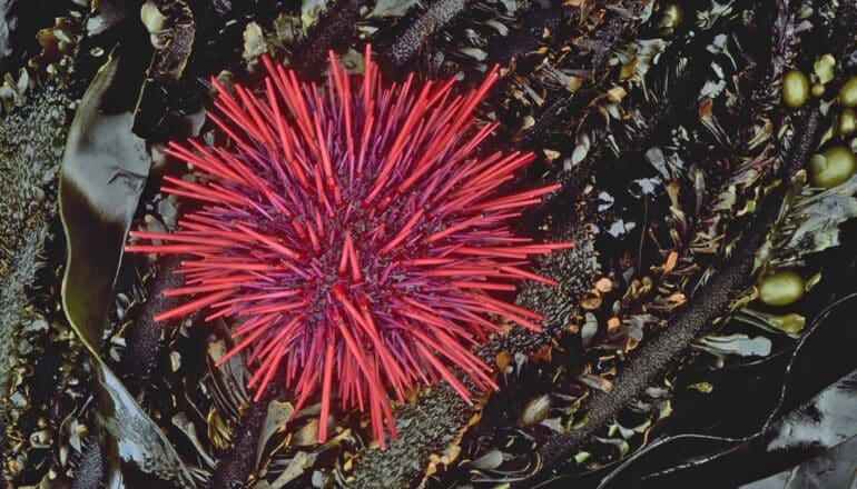 Sea urchins lose grip when water’s less salty