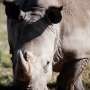 S.Africa links fall in Kruger’s rhino poaching to declining animal numbers