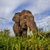 Elephant encounters rattle farmers in Indonesia’s Jambi province