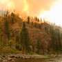 Without climate action, property values will take a hit from escalating wildfire risk and tree mortality, study finds