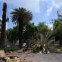 Climate change, pests threaten Mexico City’s iconic palms