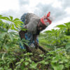 DRC food sovereignty summit yields support for agroecology, local land rights