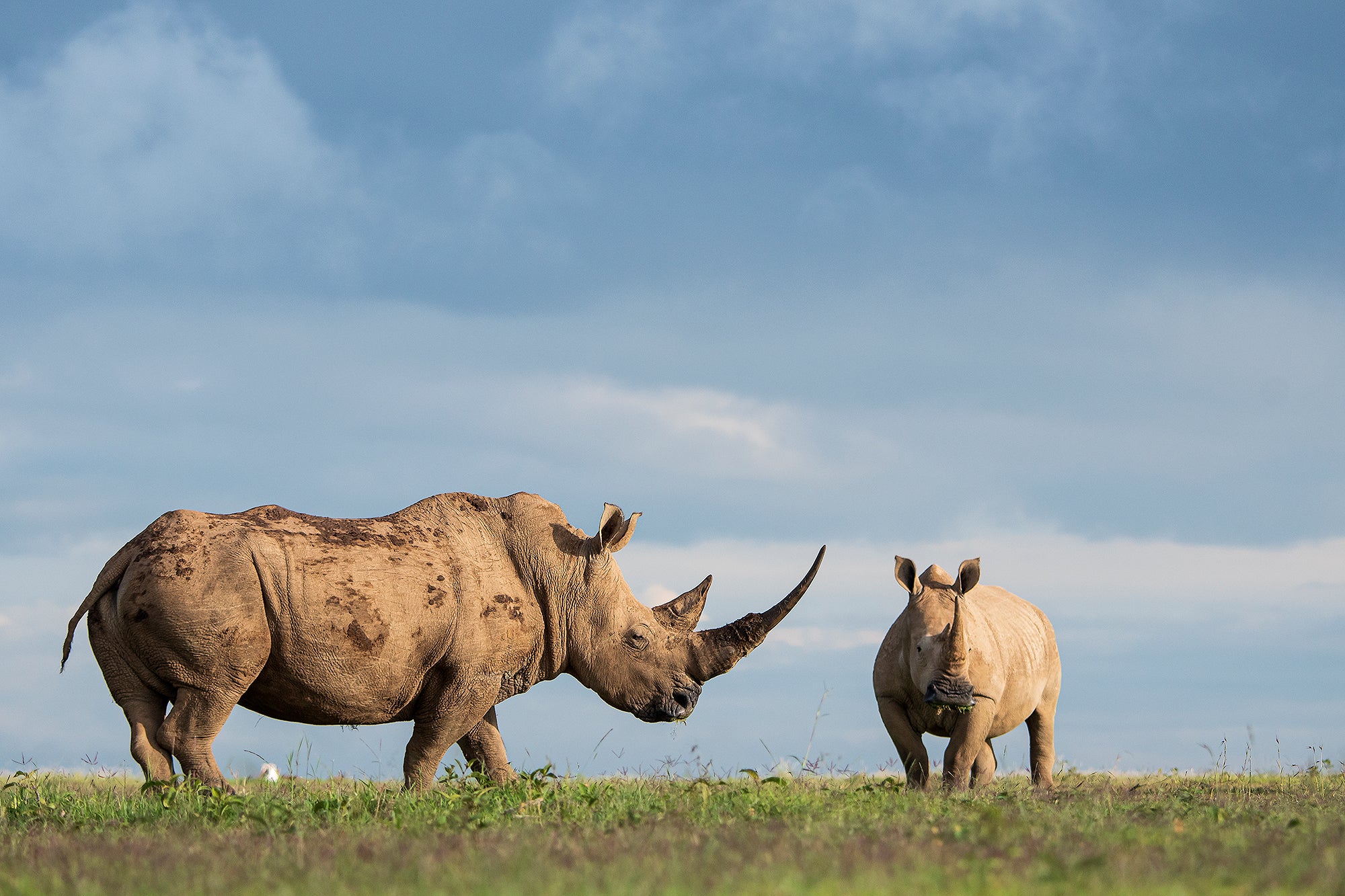 Large Herbivores Can Help Prevent Massive Wildfires