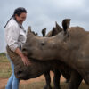 African Parks to rewild 2,000 rhinos from controversial breeding program