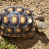 How hot are the desert tortoises getting? iButtons help find the answer