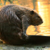 NASA satellites reveal restoration power of beavers