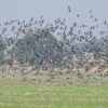 Super flock of pigeons leaves Nepali researchers asking what happened