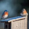 With fewer birds seen on farms, scientists try listening for them