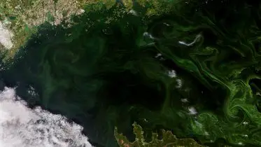 Emerald Whirlpools: Satellite Captures Spectacular Algal Blooms in Gulf of Finland