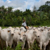 Brazil cap-and-trade carbon framework in sight, but agriculture gets a pass