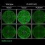 A human protein found in non-immune cells defends against COVID-19