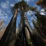 Helping or hindering? US scientists debate how to save giant sequoias