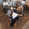 EU bill and new green policies spur progress on Brazil’s cattle tracking