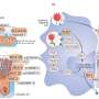 Consortium discovers 28 new risk genes for COVID-19