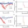 Contagious omicron strain found to replicate early in infection