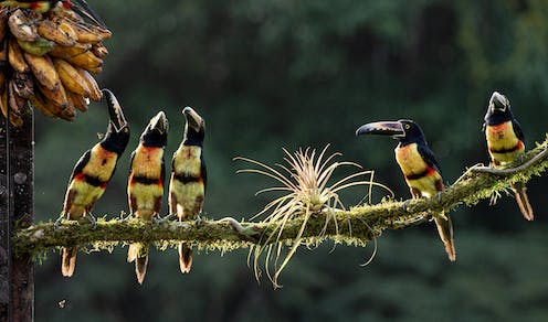 Tropical climates are the most biodiverse on Earth − but it’s not only because of how warm and wet they are