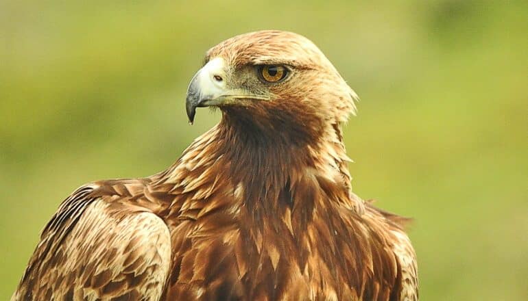 Moving roadkill could save golden eagles at wind power facilities