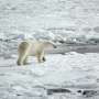 How analyzing ancient and modern polar bear samples reveals the full scope of global warming