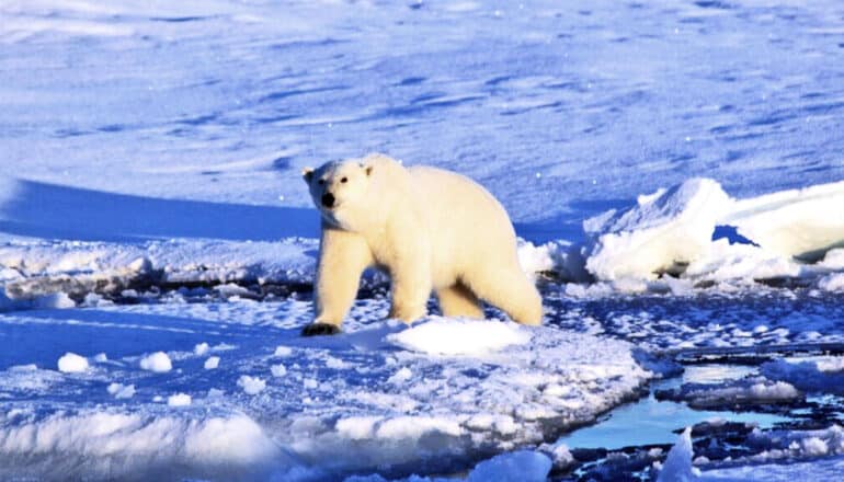 Team links greenhouse gas emissions to polar bear survival