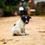 ‘One Health’ surveillance tool proves vital in rapid response to potentially deadly rabies outbreak in India