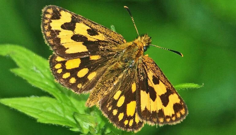 Rare butterflies in Denmark are in steep decline