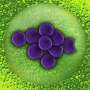 Resistance to antibiotics in northern Nigeria: What bacteria are prevalent, and which drugs work against them