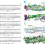 Antiviral peptide prevents SARS-CoV-2 from infecting host cells