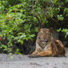 Sundarbans tiger and prey numbers rise amid Bangladesh conservation efforts