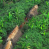 New online map tracks threats to uncontacted Indigenous peoples in Brazil’s Amazon