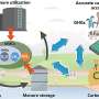 Livestock manure management from the perspective of carbon neutrality in China