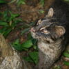 Meet Japan’s Iriomote and Tsushima cats: Ambassadors for island conservation