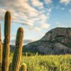 99% of Caatinga biome could lose plant species due to climate change: Study