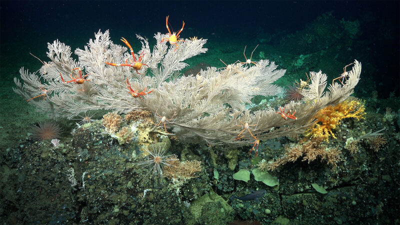 See the wonders of two newfound deep-sea coral reefs off the Galápagos