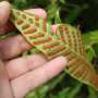 State of the world’s plants and fungi report: 3 in 4 undescribed plant species already threatened with extinction