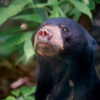 Conservationists look to defy gloomy outlook for Borneo’s sun bears