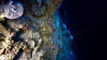 Climate Change’s Hidden Toll: Coral Bleaching at Record Depths in the Indian Ocean